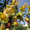 Catasetum with Male and Female Flowers