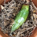 Catasetum Bulb Rotted