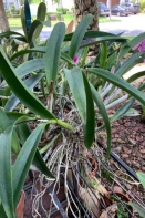 Repot Overgrown Cattleya