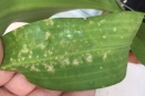 White Spots on Leaf