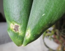 Phalaenopsis Leaf Blemish