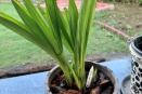 Ground Orchid in Container