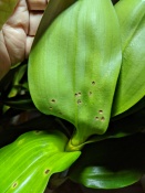 Sunken Spots on Dendrobium Leaves