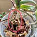 Repotting Phalaenopsis