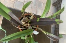 Black Rotting Spots on Cattleya