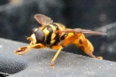 Pest Eating Wasps