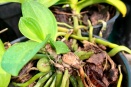 Basal Keiki on Phalaenopsis