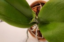 White Stuff on Phalaenopsis