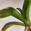 White Stuff on Phalaenopsis