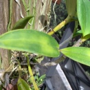 Black Stains on Cattleya Leaf Undersides