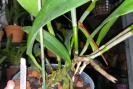 Cattleya Growing at Weird Angle