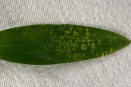 Chlorotic Markings on Dendrobium Leaf