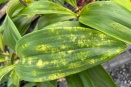 Chlorotic Markings on Dendrobium Leaf