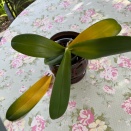 Phalaenopsis Leaves Yellowing