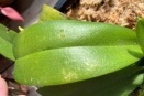 Hard, Clear Bubbles on Phal Leaves