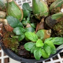 Weeds in Orchid Pot
