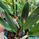 Cattleya Leaves Floppy after Repotting