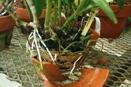 Healthy Roots Are Key to Healthy Plants
