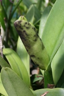 Honeydew and Sooty Mold on Buds