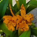 Cattleya Flower Blighting