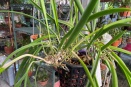 Floppy Growth Habit