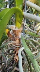 Little Tan Balls at Base of Plant