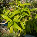 Black Sunken Spots on Schombocatt