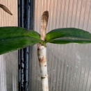 Flowers Don't Bloom from Sheath