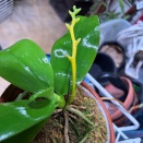 Summer Blooming Phal Spike Yellowing