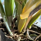 Cattleya Backbulbs Yellowing