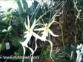 Collectors Items Orchid Videos