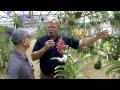 Videos of Commercial Orchid Growers