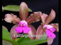 Videos of Orchids from Different Geographical Regions