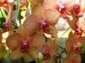 Videos of Orchids in Botanical Gardens