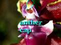 Oncidium Orchid Videos