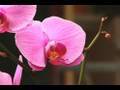Watering and Fertilizing Orchids Video