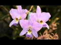 Cattleya Orchid Videos