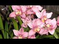 Cymbidium Orchid Videos