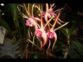 Dendrobium Orchid Videos